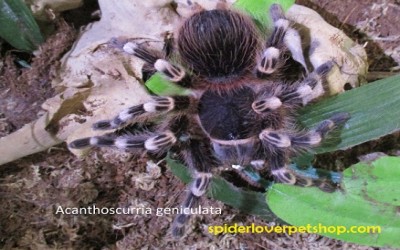 Acanthoscurria Geniculata Sling  1 cm Tarantula